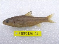 藏品(臺灣鏟頜魚)的圖片